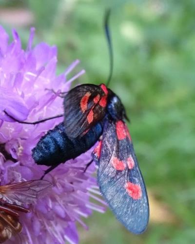 Zygaena (lonicerae-trifolii)